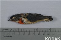 藏品(紅胸啄花鳥)的圖片